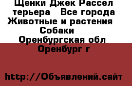 Щенки Джек Рассел терьера - Все города Животные и растения » Собаки   . Оренбургская обл.,Оренбург г.